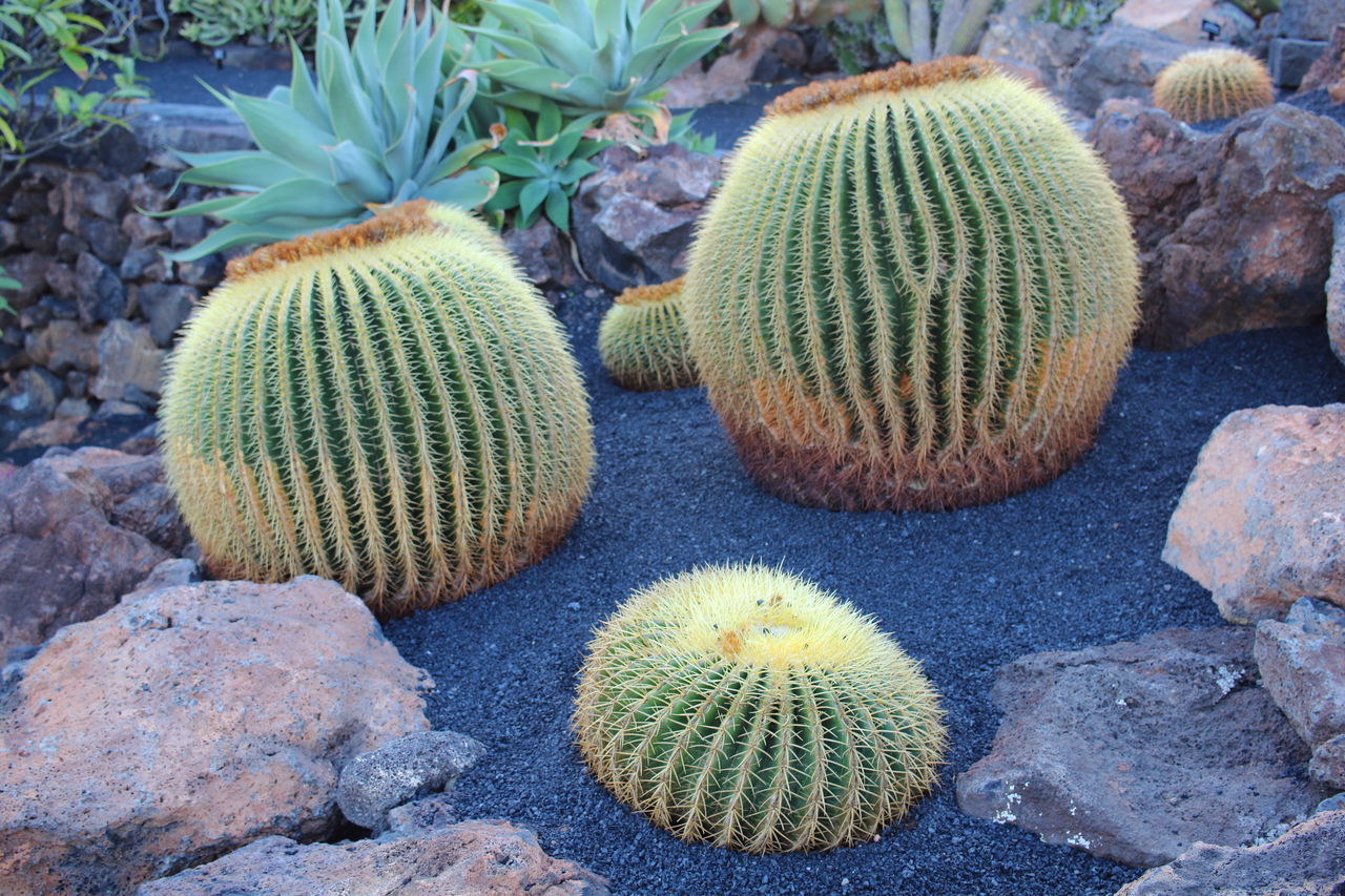 HIGH ANGLE VIEW OF CACTUS GROWING ON ROCKS