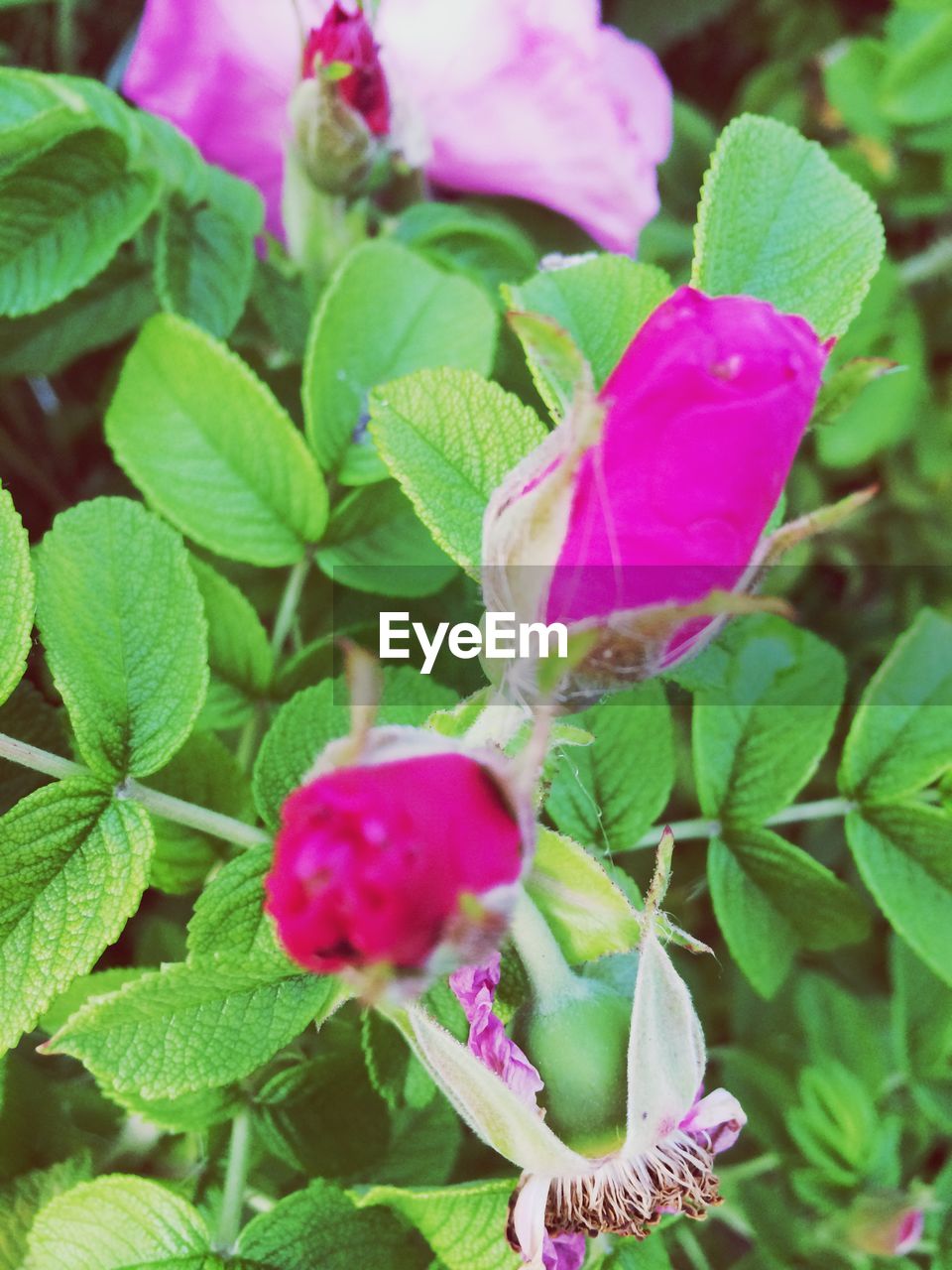 MACRO SHOT OF PINK FLOWERS