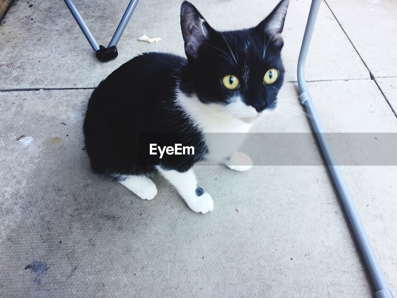 PORTRAIT OF BLACK CAT SITTING ON STREET