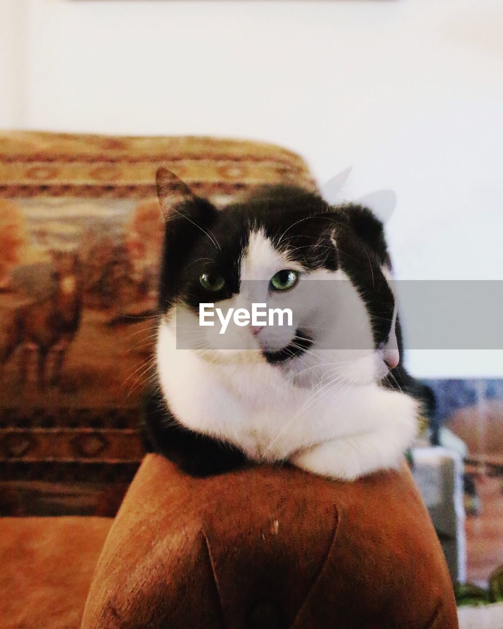 Close-up portrait of cat relaxing on sofa