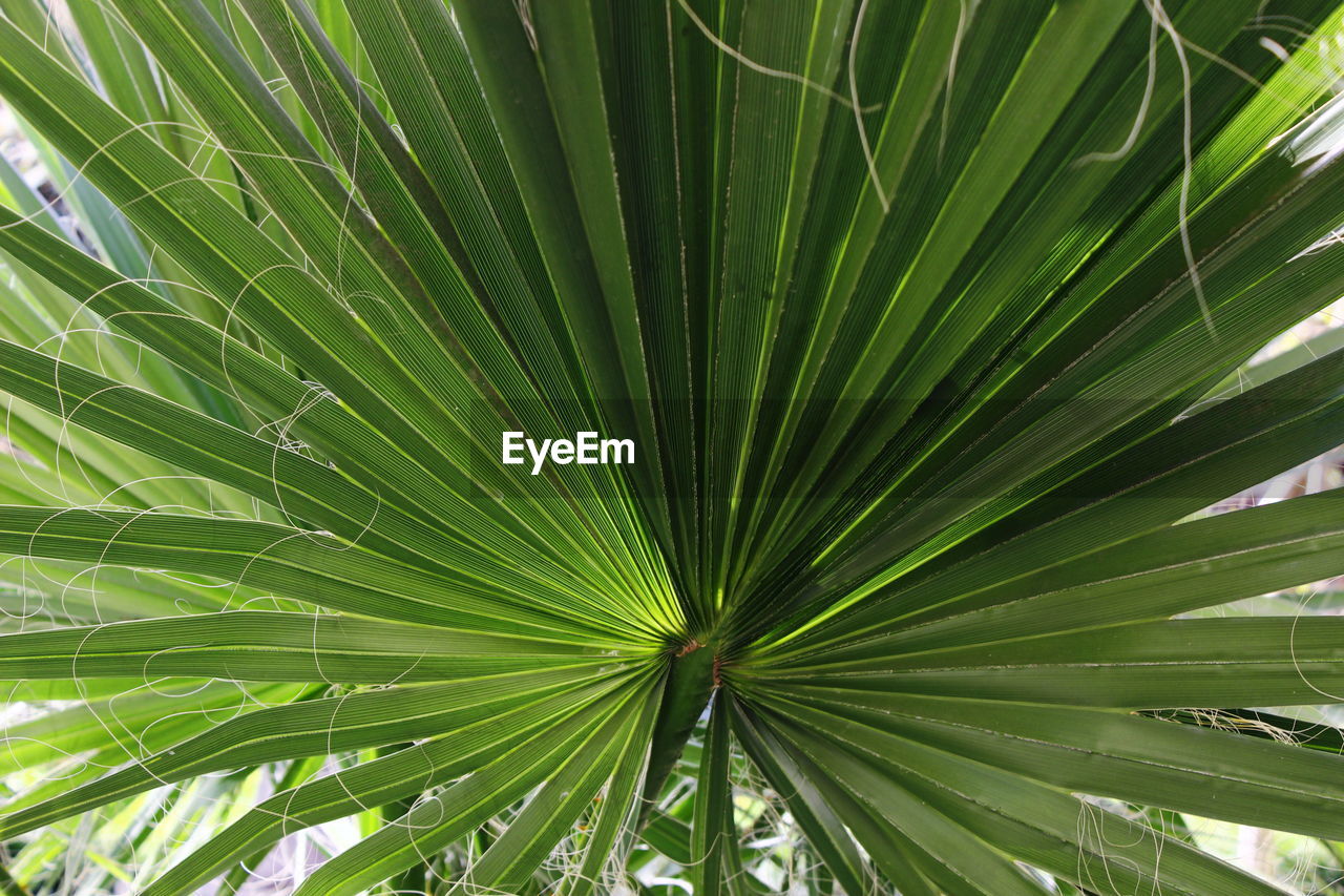 CLOSE-UP OF PALM TREE