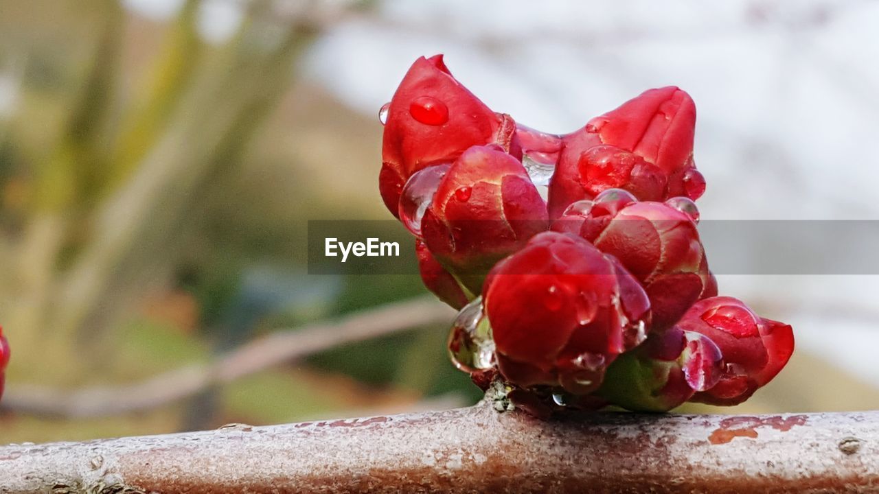 Close-up of red berries on plant during winter