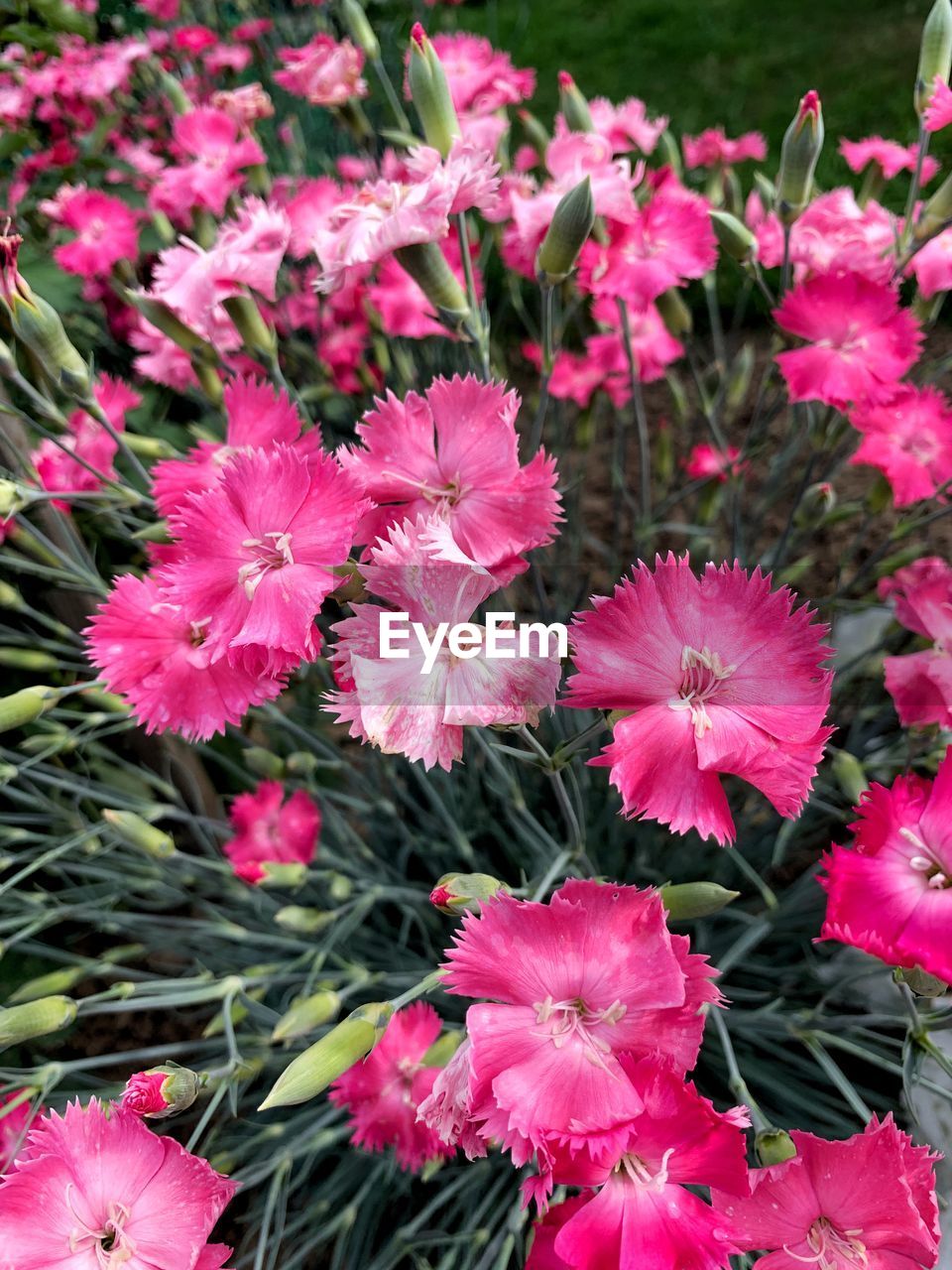 plant, flower, flowering plant, freshness, beauty in nature, pink, fragility, growth, petal, close-up, flower head, inflorescence, nature, no people, day, botany, high angle view, outdoors, blossom, plant part, leaf, pollen, field, springtime, focus on foreground, land