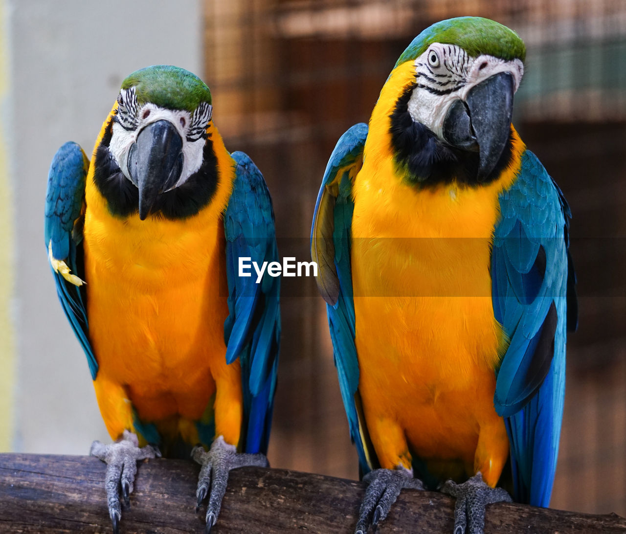 Close-up of parrot perching on branch