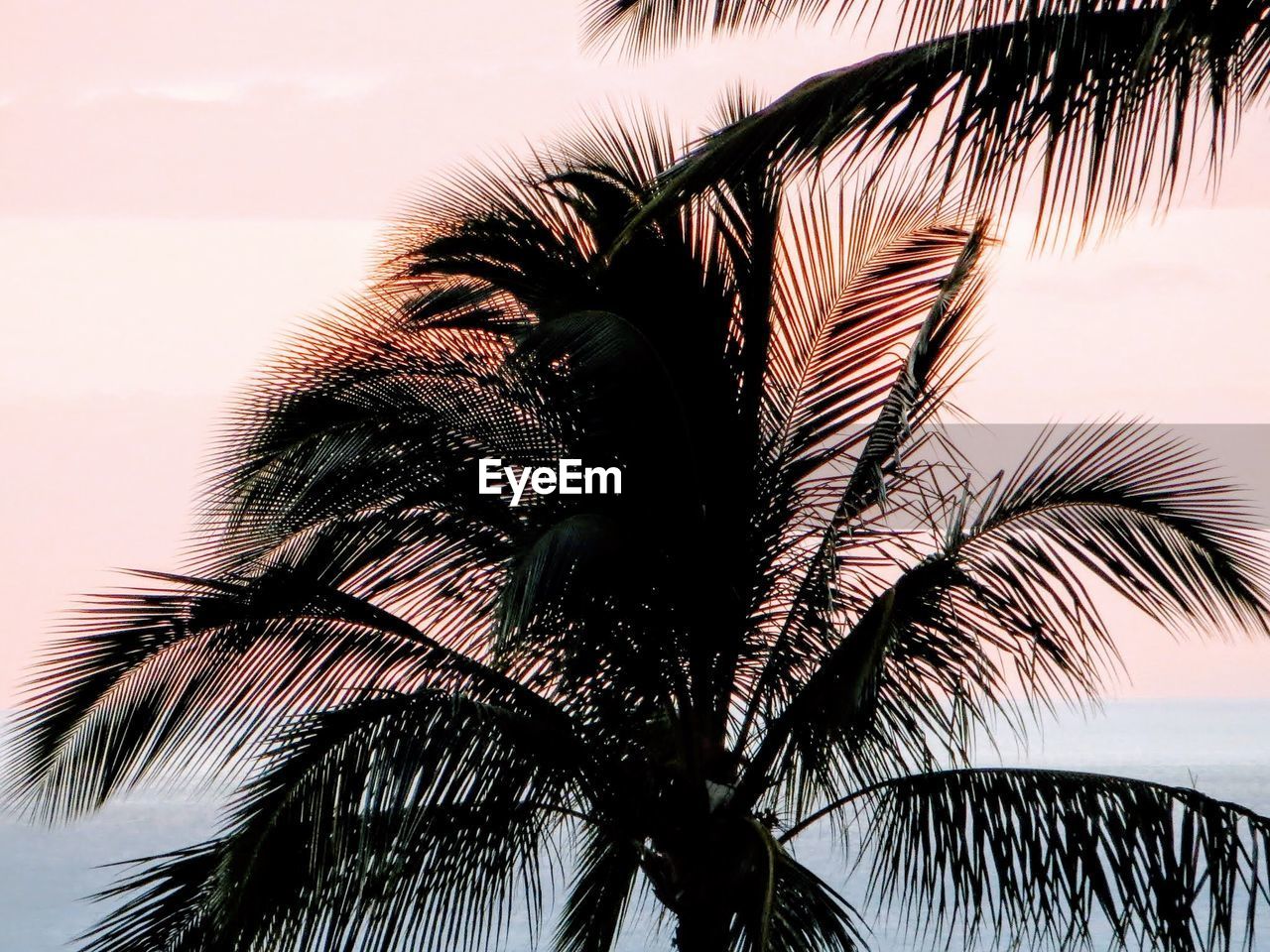 Low angle view of palm tree against sky