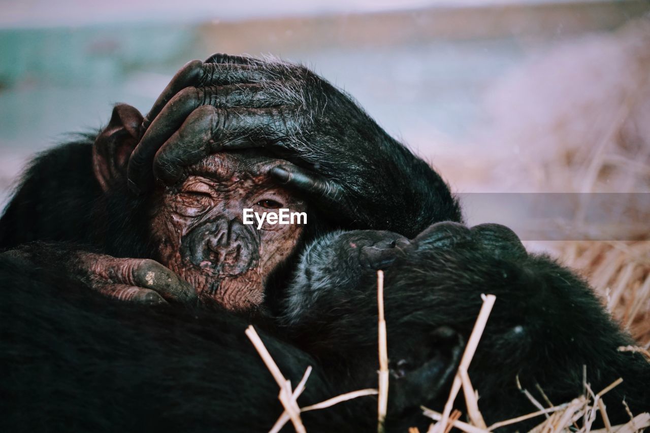 Chimpansee baby resting with her mom.