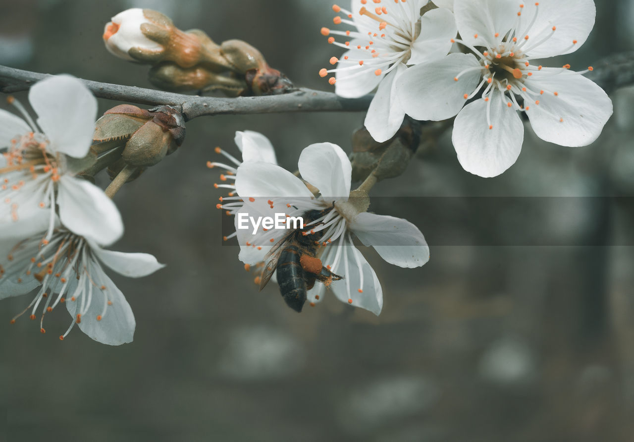 Close-up of white cherry blossoms