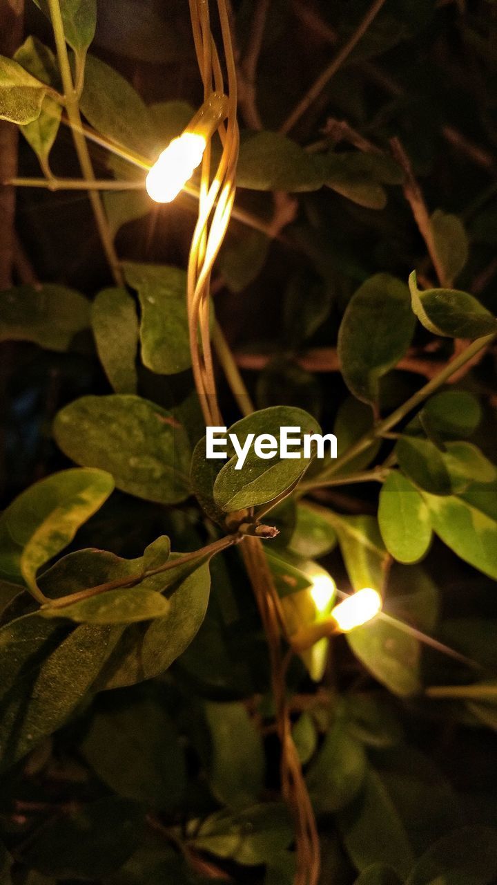 CLOSE-UP OF ILLUMINATED LEAF