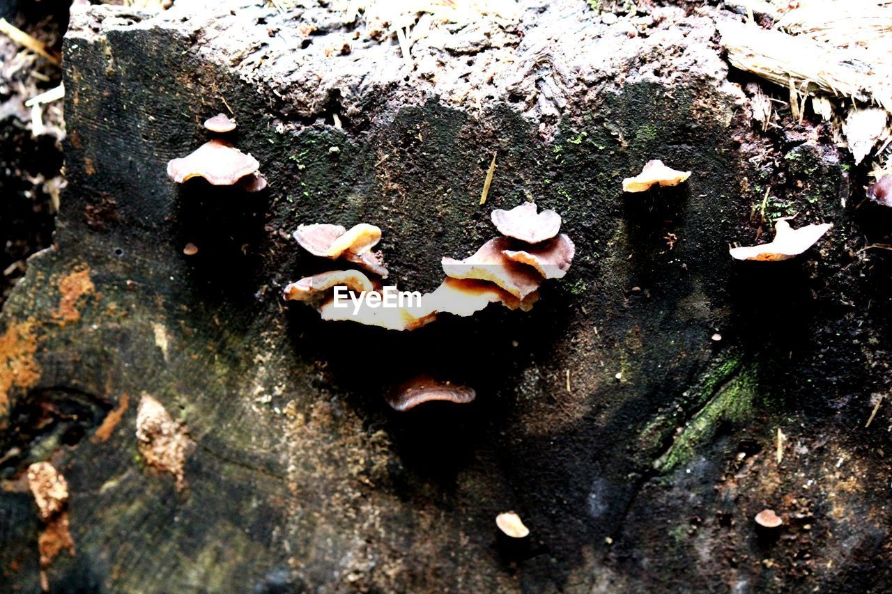 CLOSE-UP OF MUSHROOMS IN THE GROUND