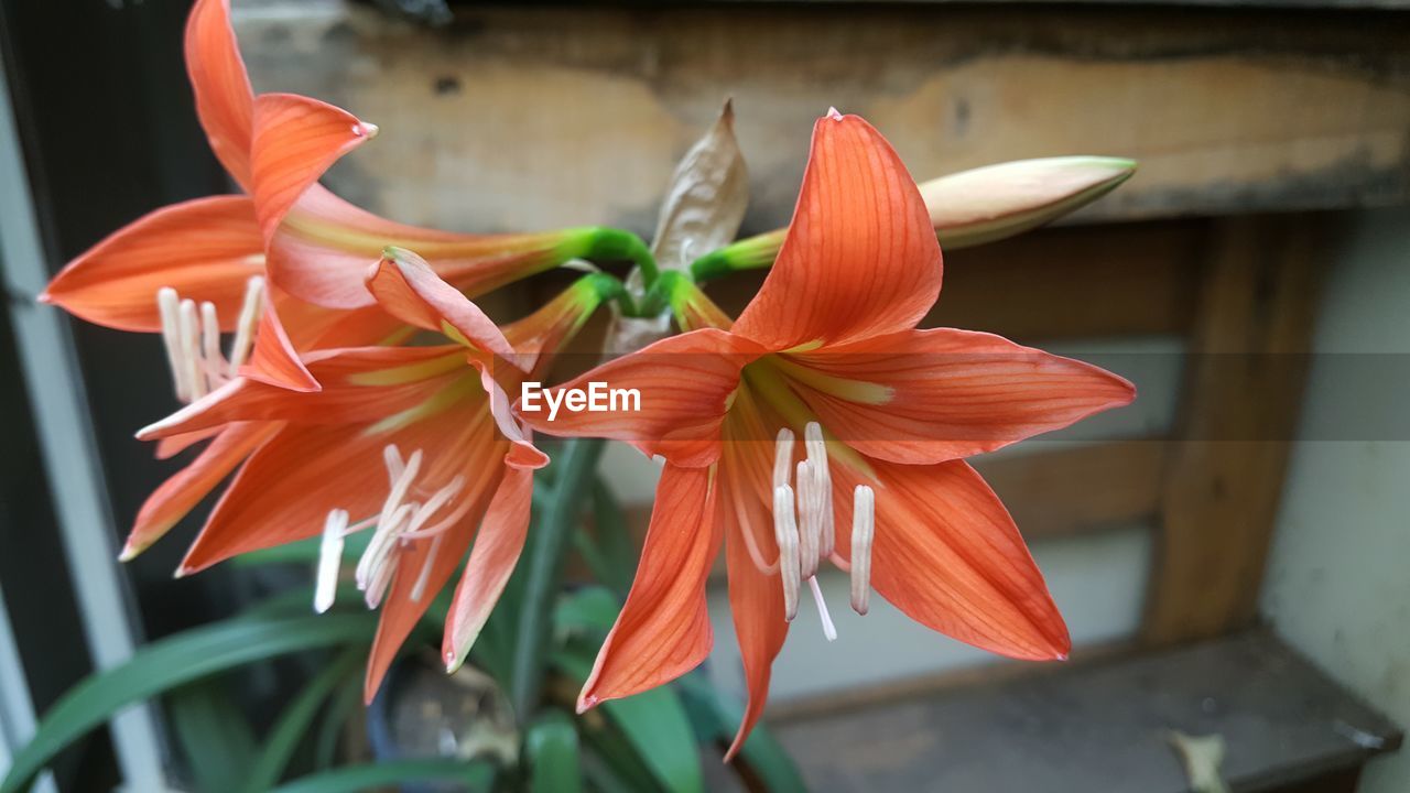 flower, flowering plant, plant, freshness, petal, beauty in nature, close-up, flower head, nature, lily, fragility, inflorescence, no people, growth, red, orange color, focus on foreground, outdoors, leaf, day, plant part, botany