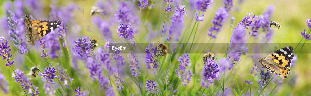  view on scenic nature with honey bees and butterfly gathering pollen in flowers of lavender
