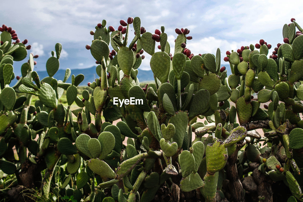 CLOSE-UP OF SUCCULENT PLANTS GROWING ON FIELD AGAINST SKY