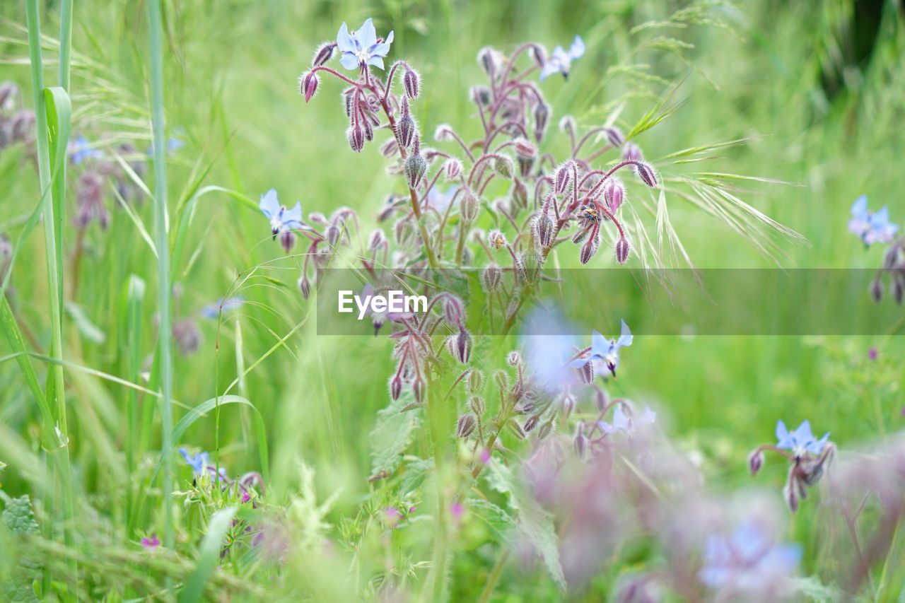 Close-up of flowers blooming in field