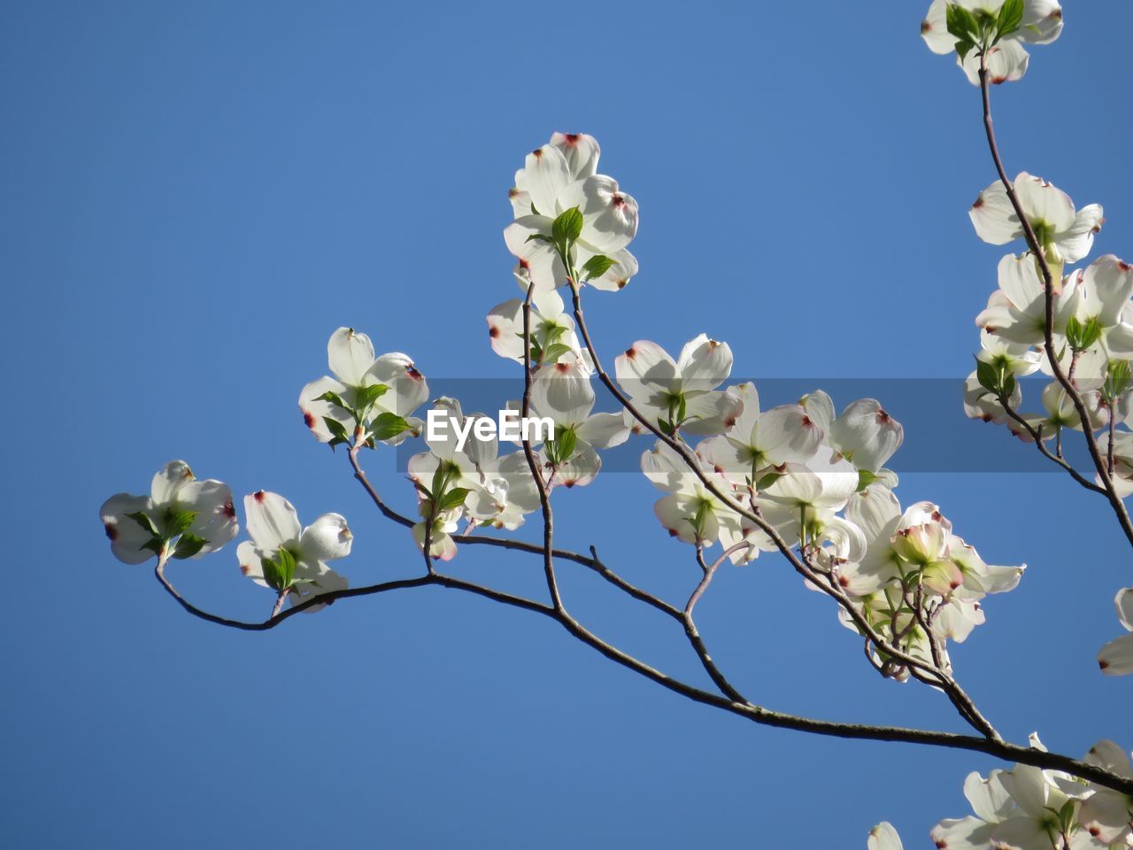 Low angle view of cherry blossoms against clear blue sky