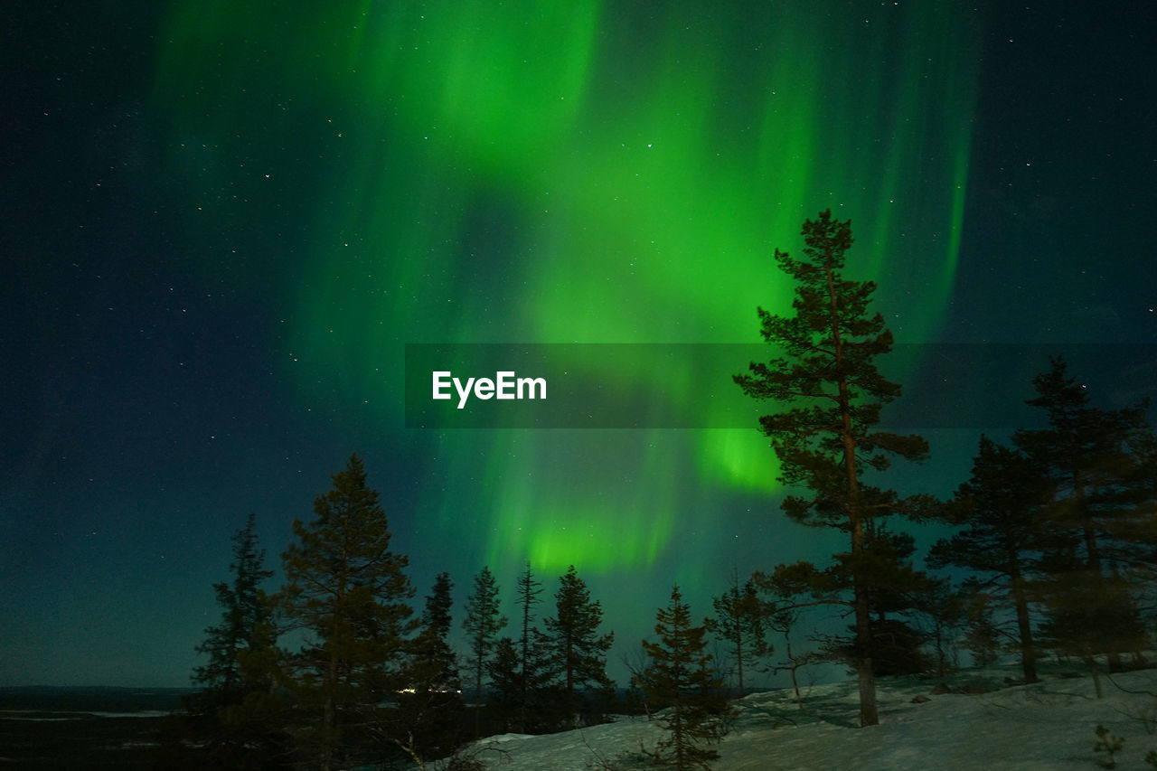 Trees in finland against sky at night