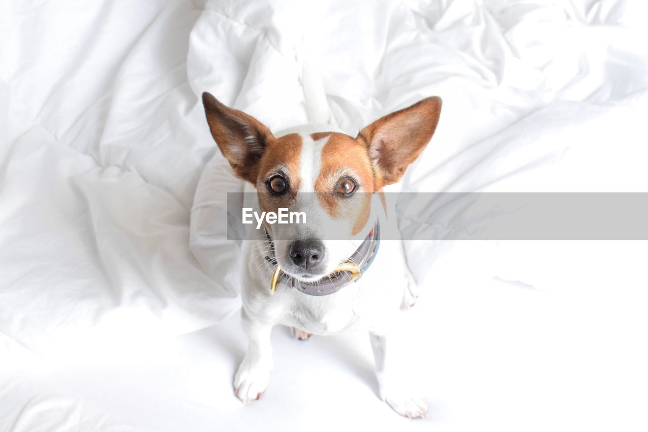 HIGH ANGLE PORTRAIT OF DOG ON WHITE BED