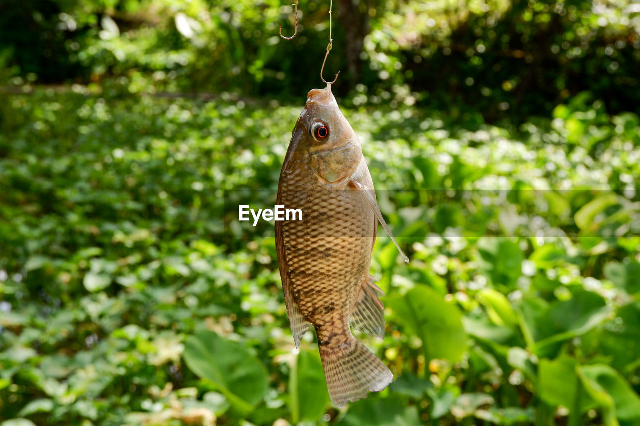 Fishing for tilapia in freshwater ponds filled with kale plants