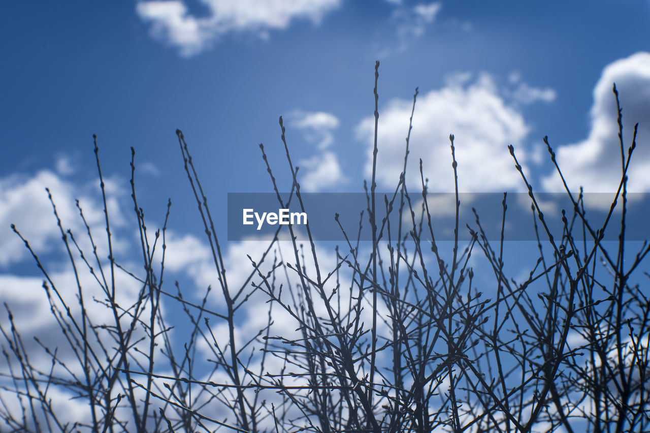 CLOSE-UP OF STALKS AGAINST SKY