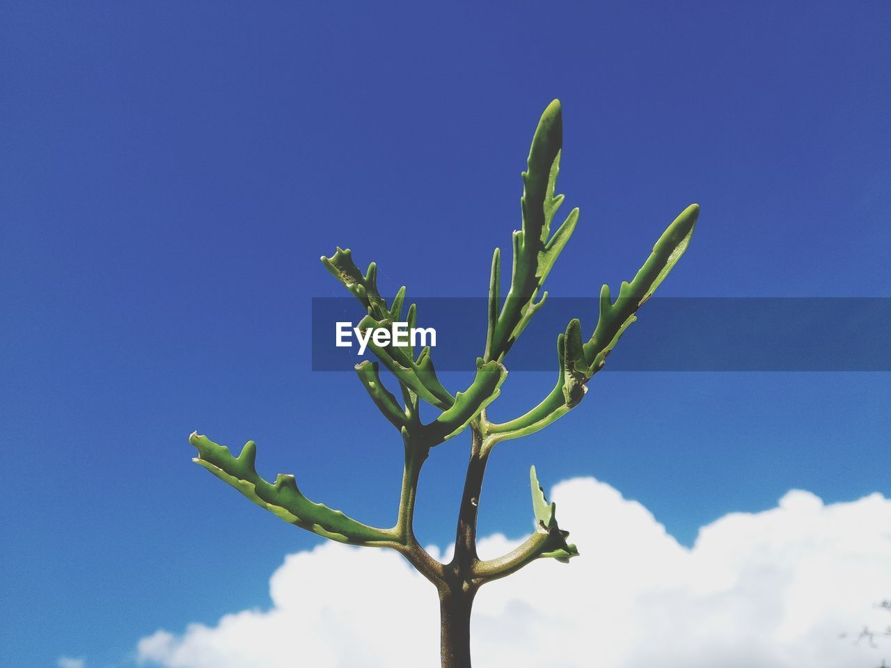 Low angle view of plant against blue sky