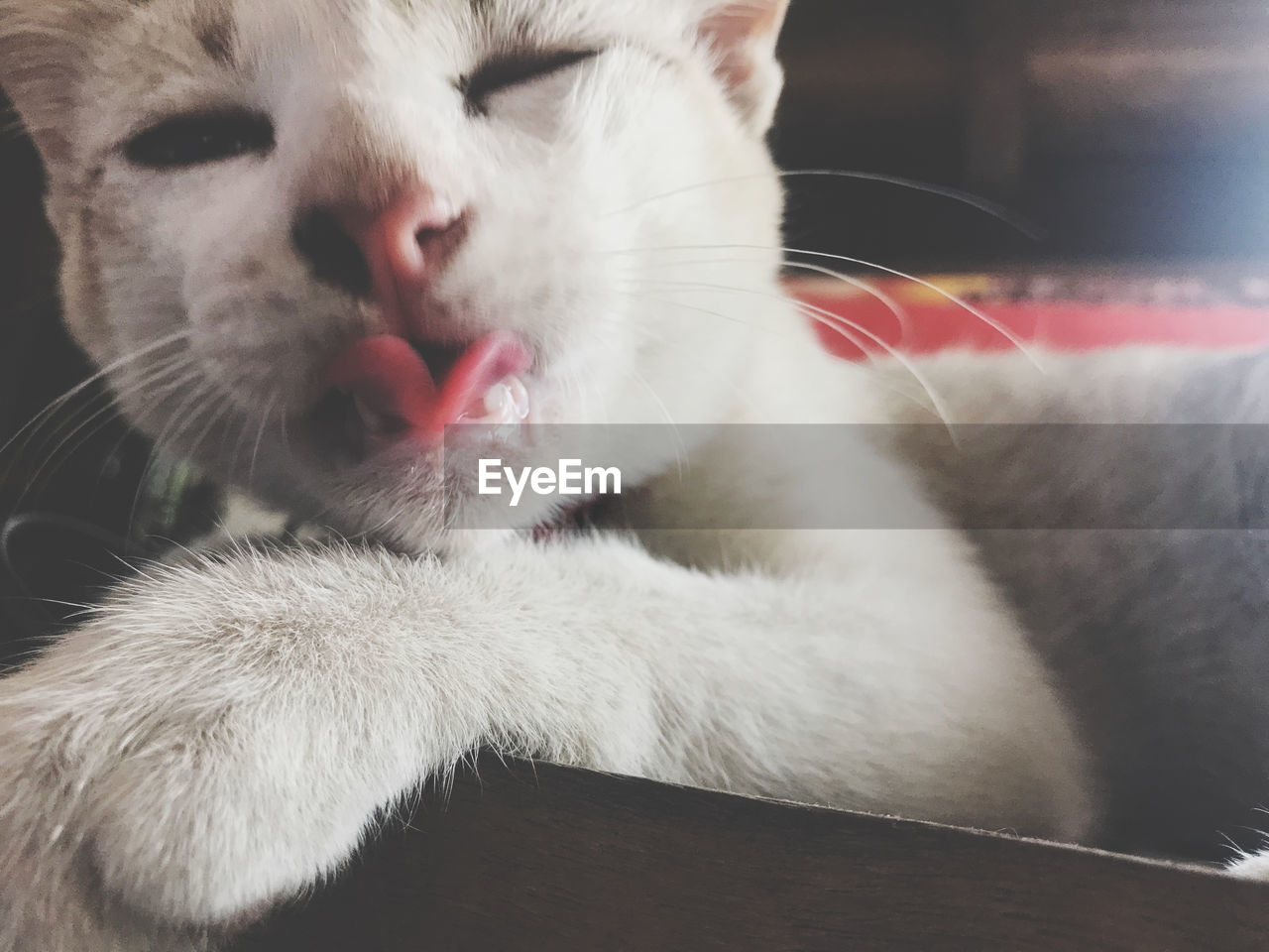 CLOSE-UP OF CAT LOOKING AWAY
