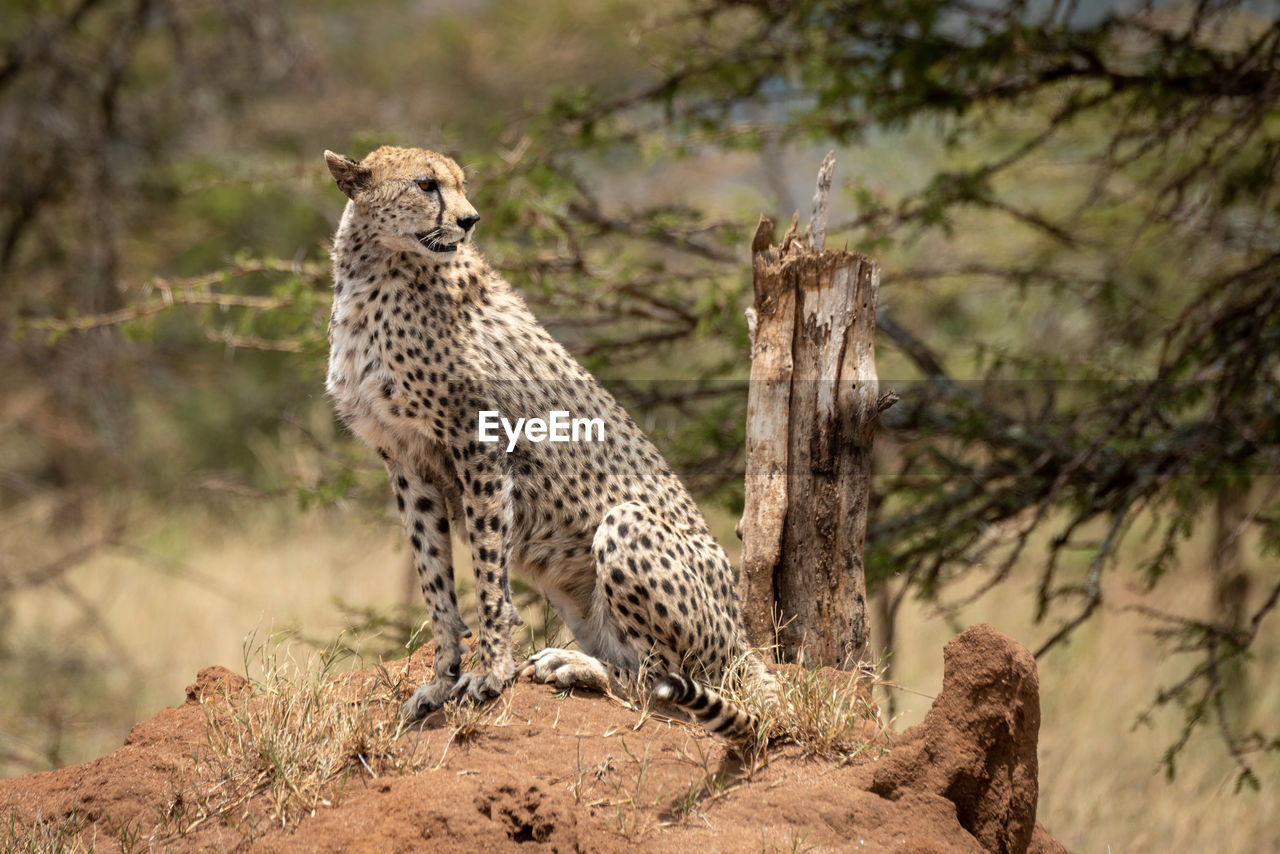 Cheetah sits on termite mound looking back