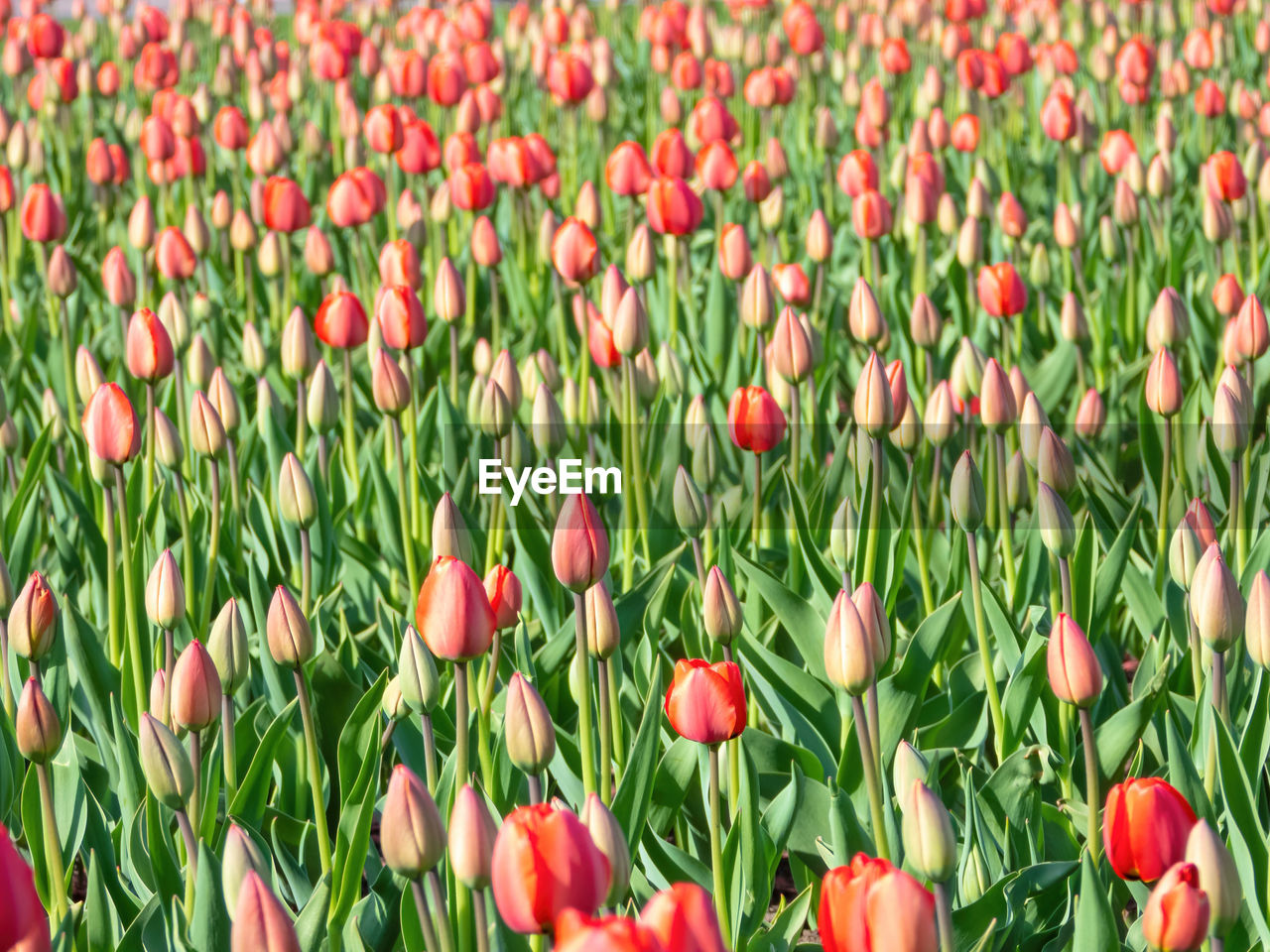 CLOSE-UP OF RED TULIPS