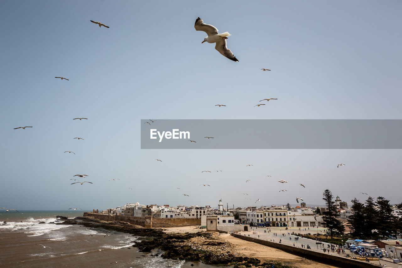 Birds flying over sea against clear sky