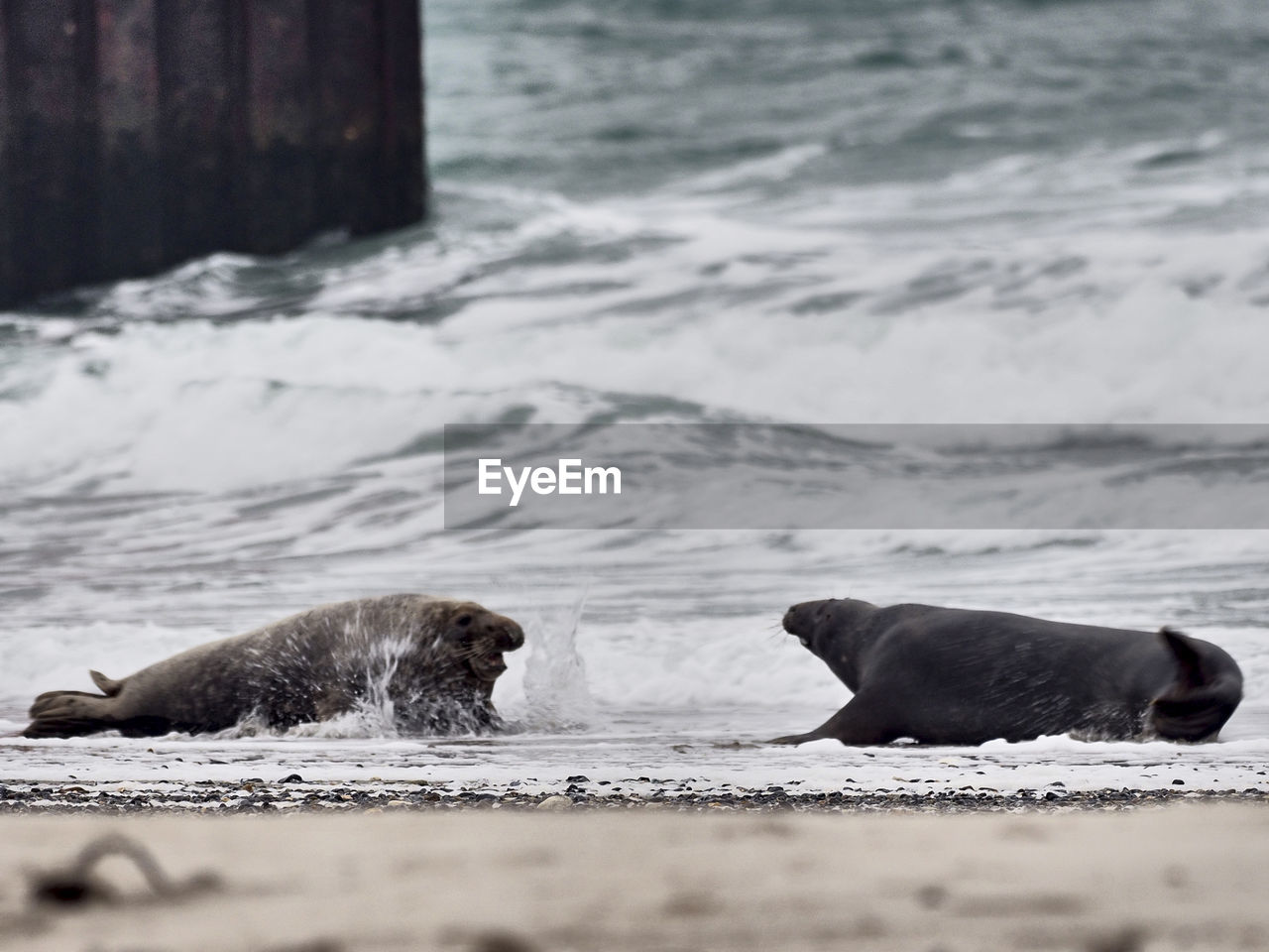 Two grey seals lying in sea short before a fight