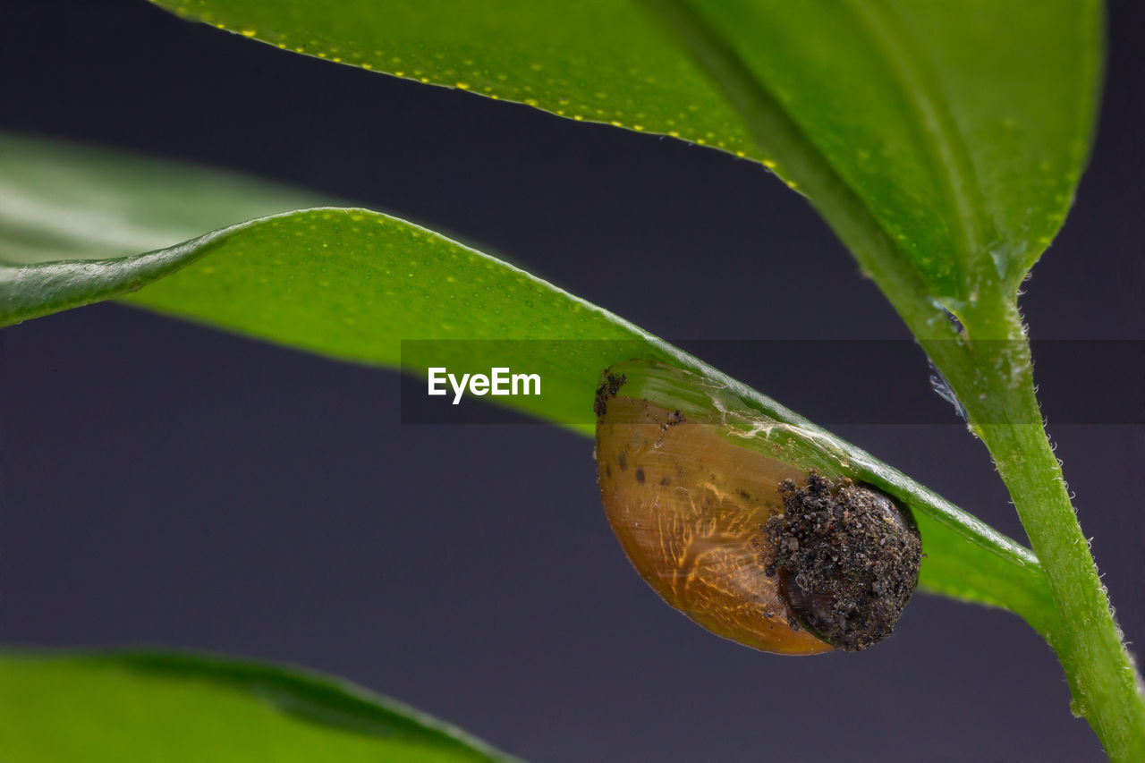 leaf, green, plant part, animal themes, animal, animal wildlife, one animal, nature, insect, close-up, macro photography, plant, wildlife, plant stem, no people, flower, beauty in nature, outdoors, macro, animal body part, growth, environment, tree, day, yellow, water, magnification
