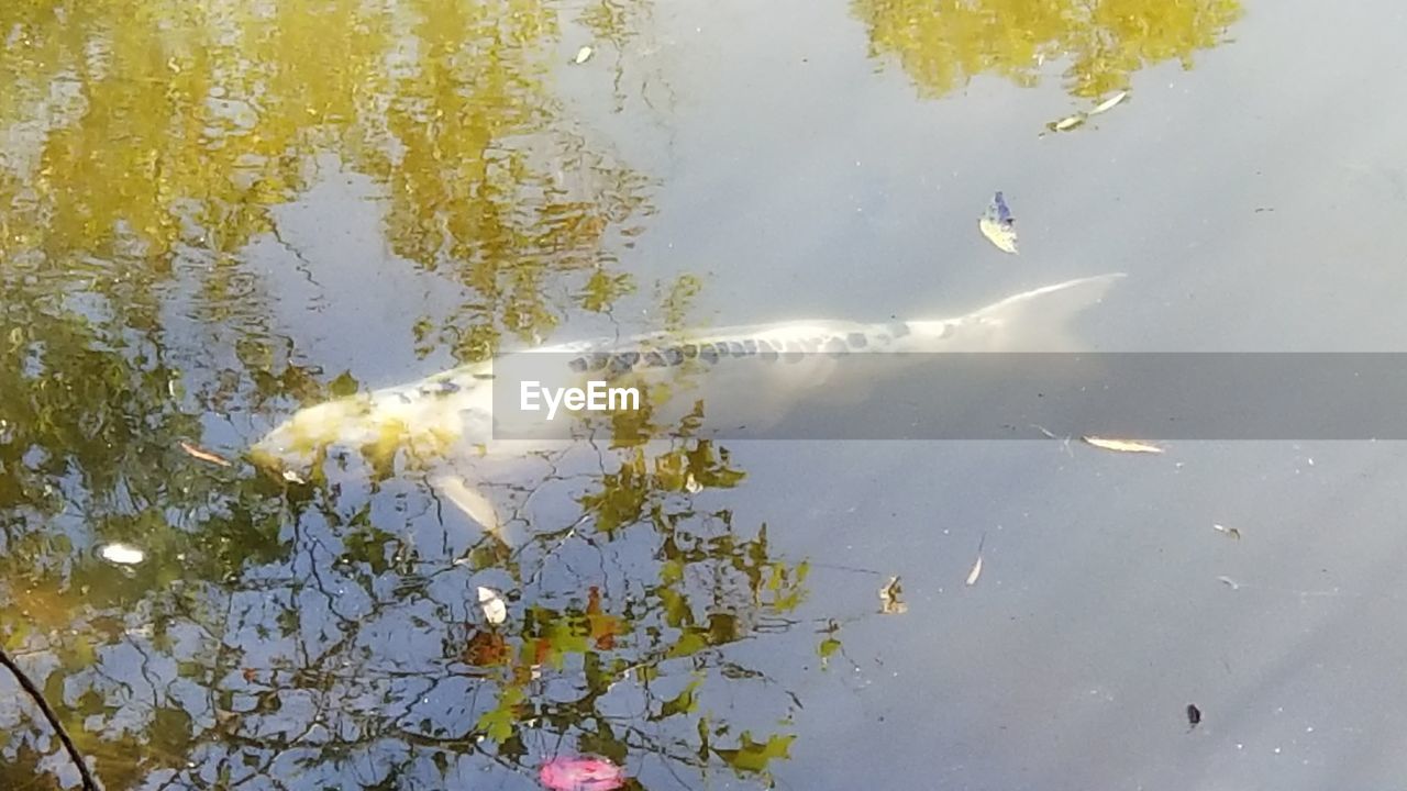CLOSE-UP OF FISH SWIMMING IN LAKE