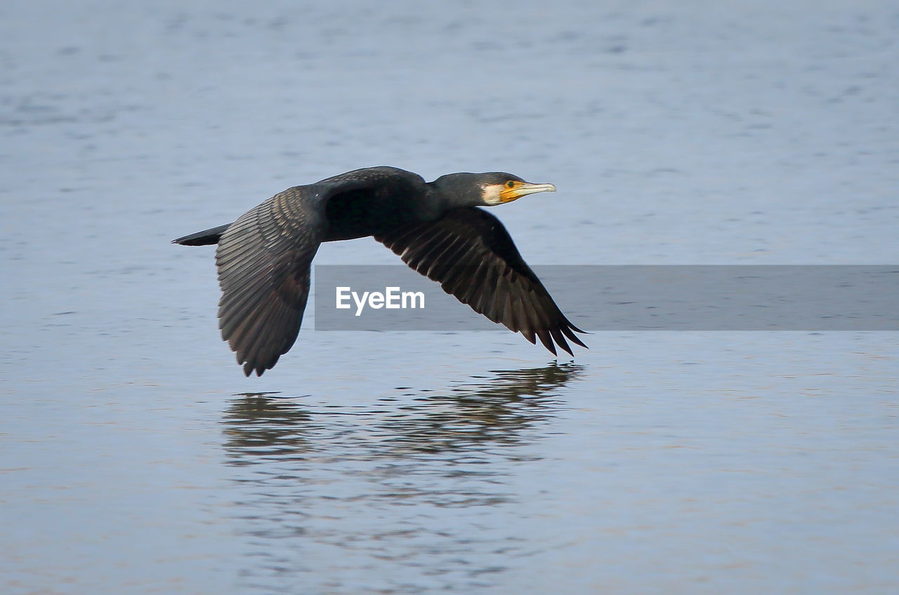 Cormorant flying over lake