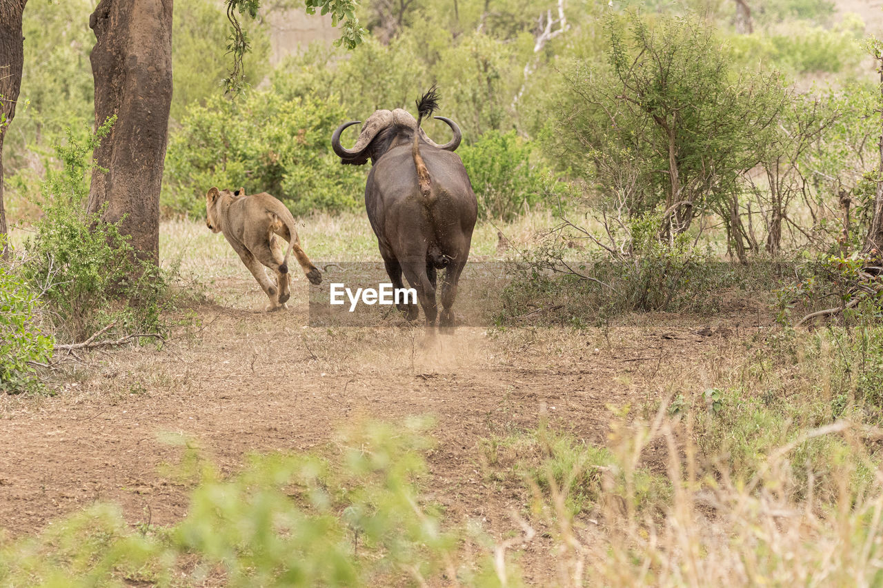 VIEW OF TWO DOGS ON GROUND