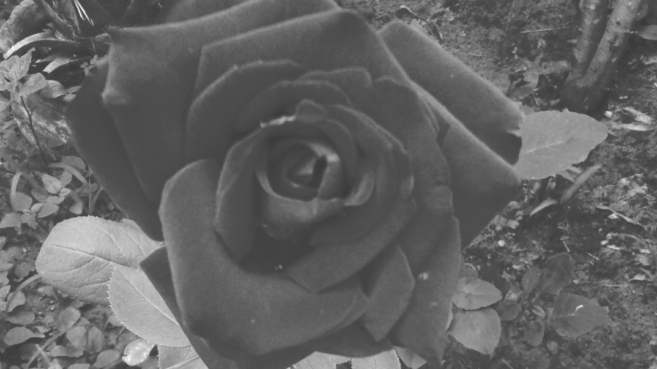 CLOSE-UP OF ROSE BLOOMING