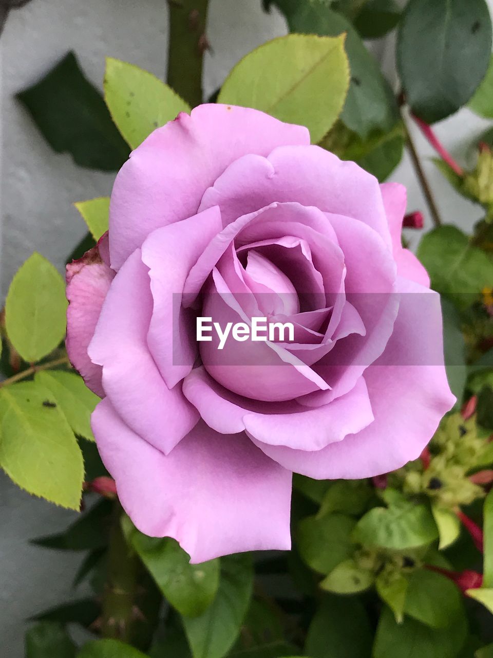 CLOSE-UP OF PINK ROSE BLOOMING