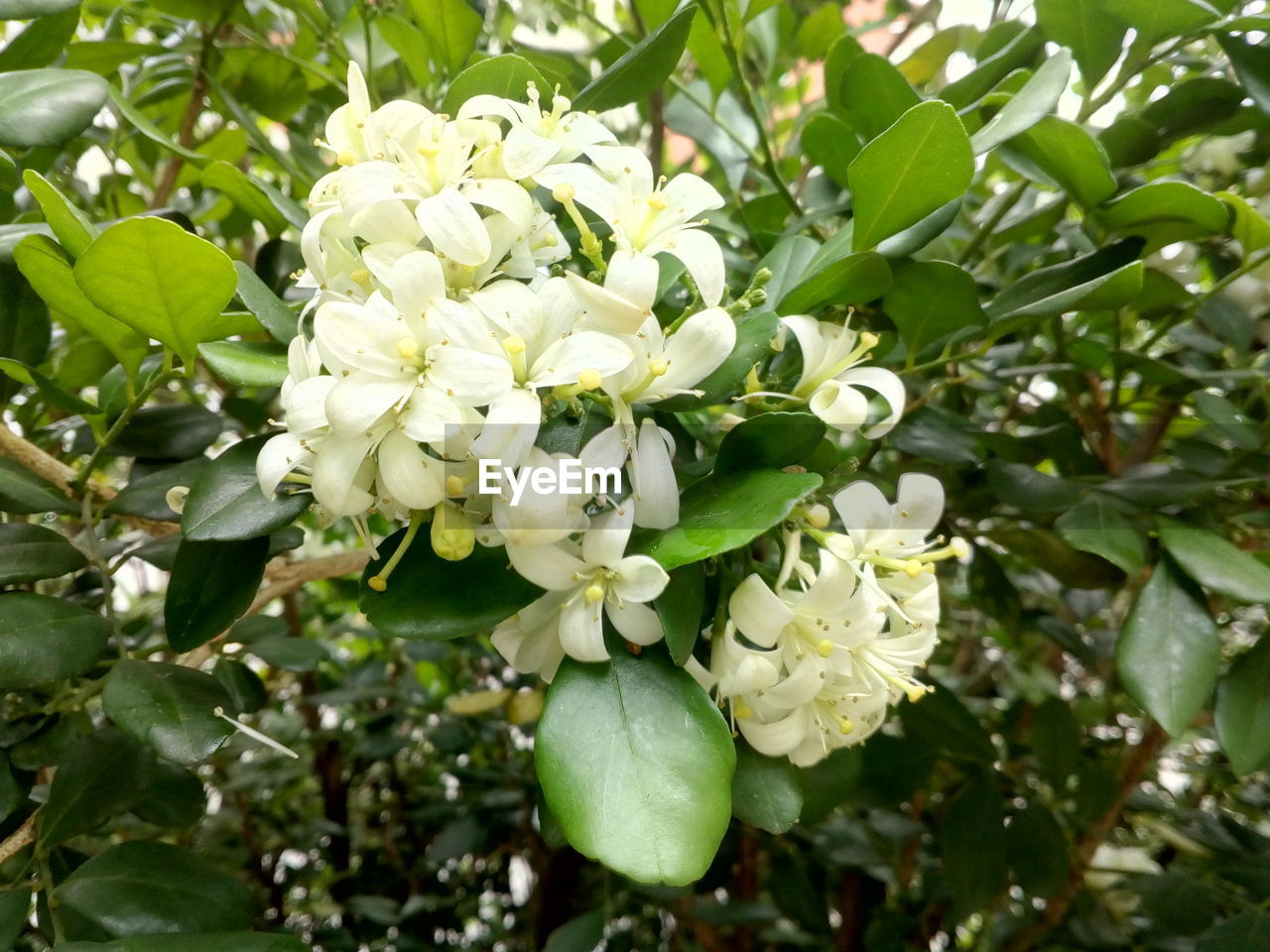 CLOSE-UP OF WHITE FLOWER