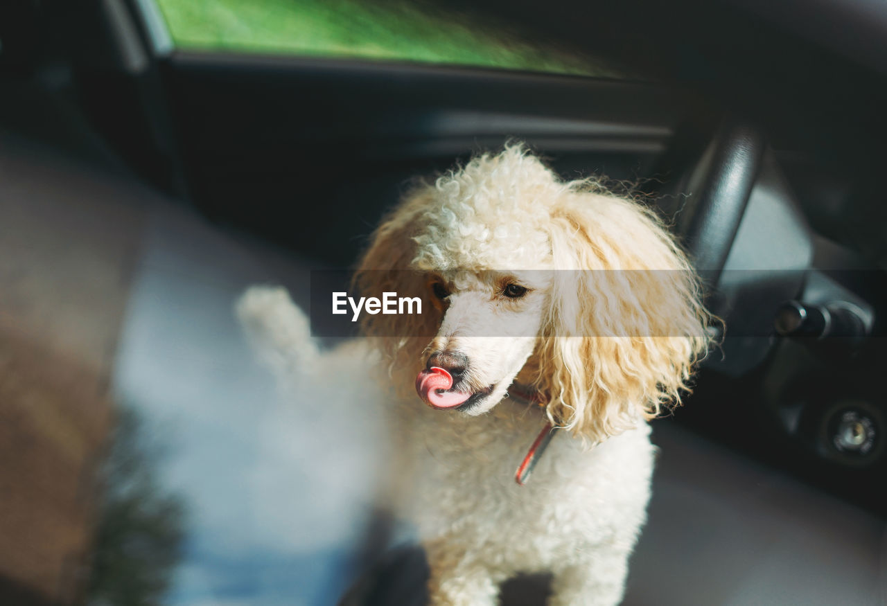 The little funny poodle dog sitting in white car looking out the window