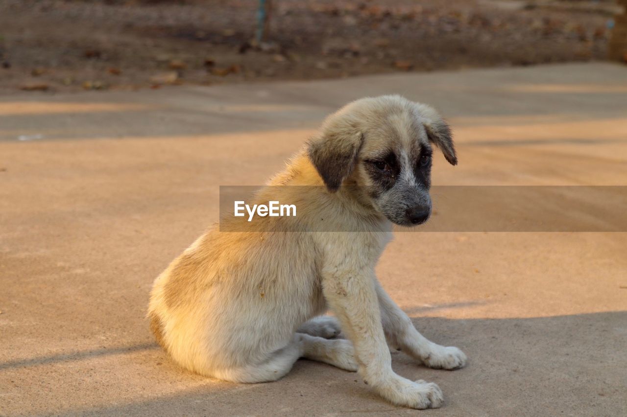 DOG LOOKING AWAY WHILE SITTING ON A FLOOR