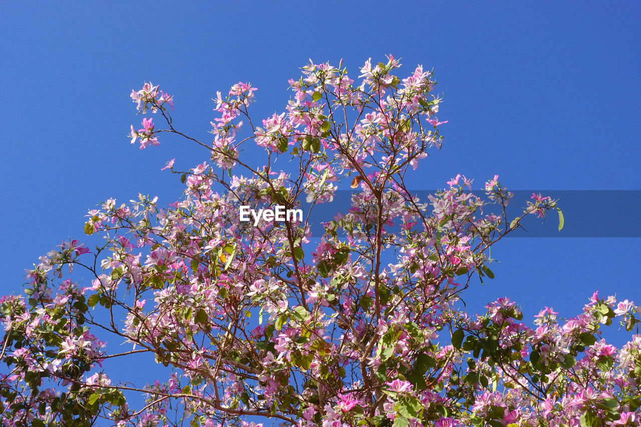 plant, flower, flowering plant, beauty in nature, blossom, sky, growth, freshness, tree, nature, fragility, springtime, pink, blue, low angle view, clear sky, no people, branch, spring, day, outdoors, botany, shrub, sunlight, inflorescence, sunny, close-up, flower head, lilac