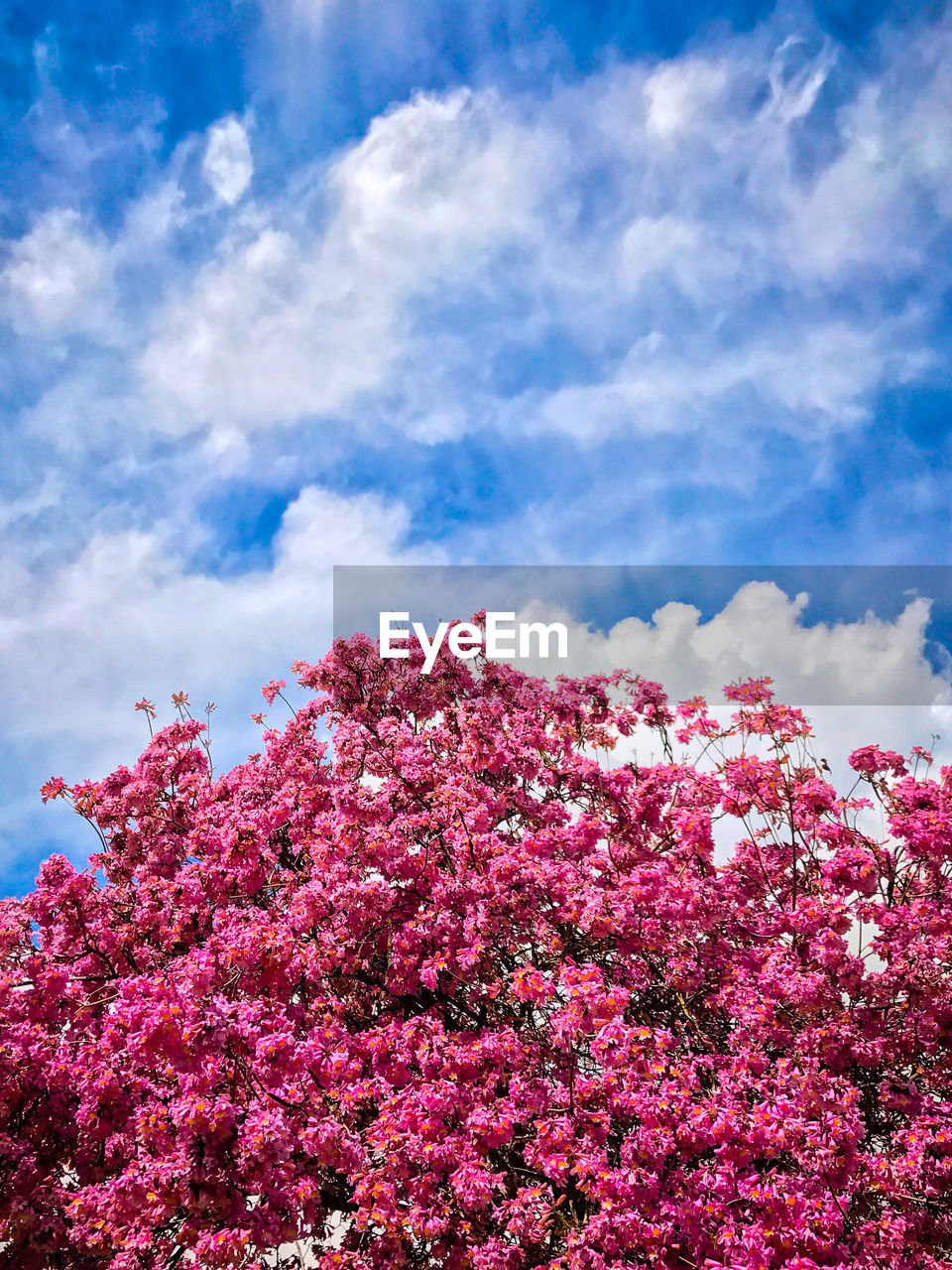 Low angle view of pink flowers blooming on tree against sky