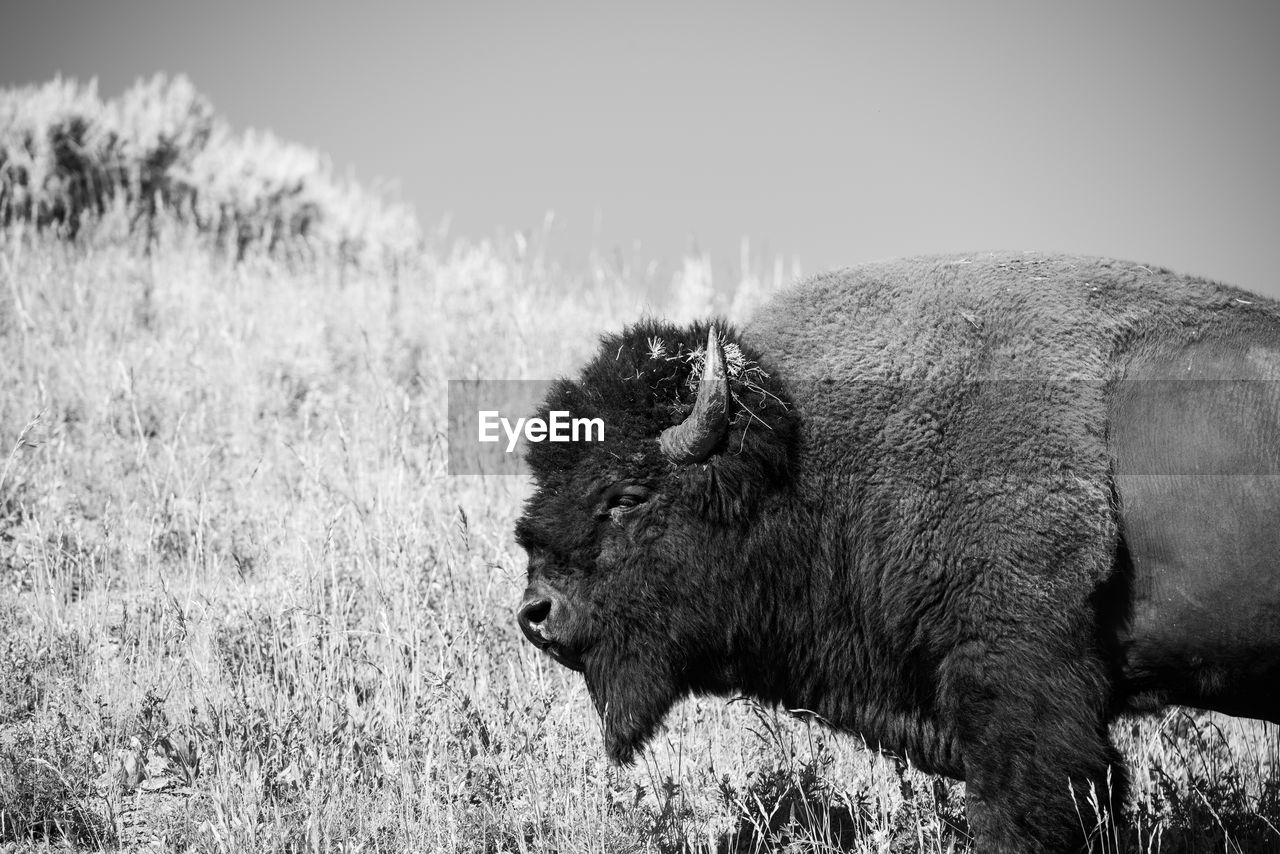 Large buffalo roam