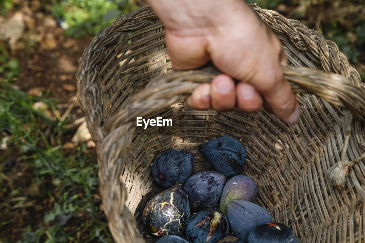 A close up of the farmer's hands with a basket with organic figs