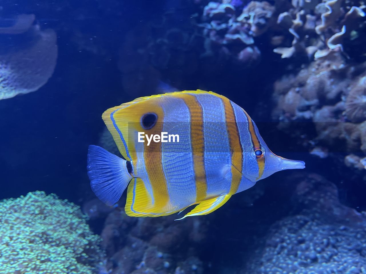Close-up of fish swimming in sea