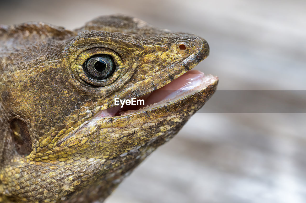 animal themes, animal, one animal, close-up, animal wildlife, reptile, lizard, animal body part, wildlife, dragon lizard, animal head, macro photography, iguana, no people, portrait, focus on foreground, side view, nature, animal scale