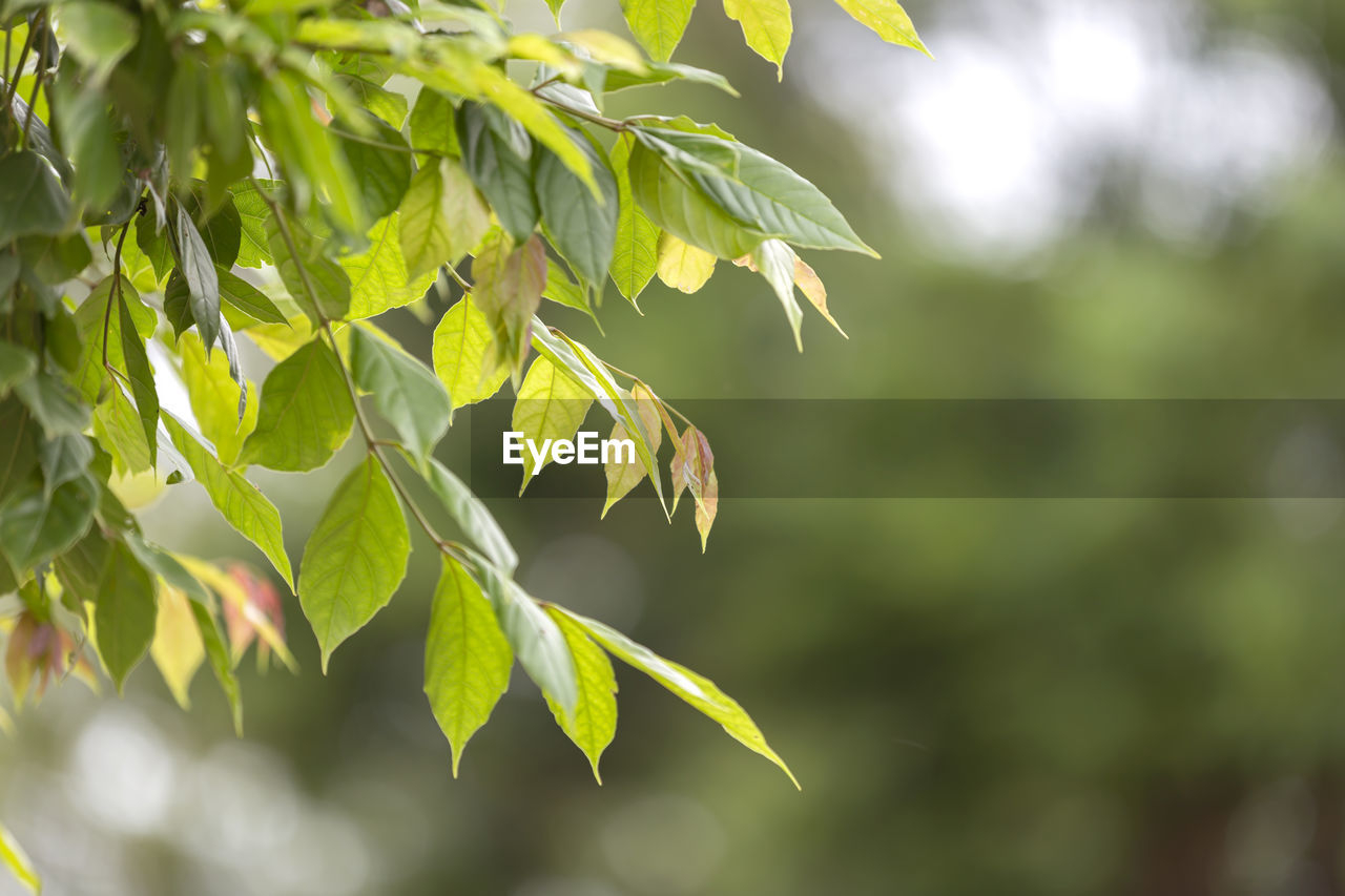 LOW ANGLE VIEW OF LEAVES AGAINST TREE