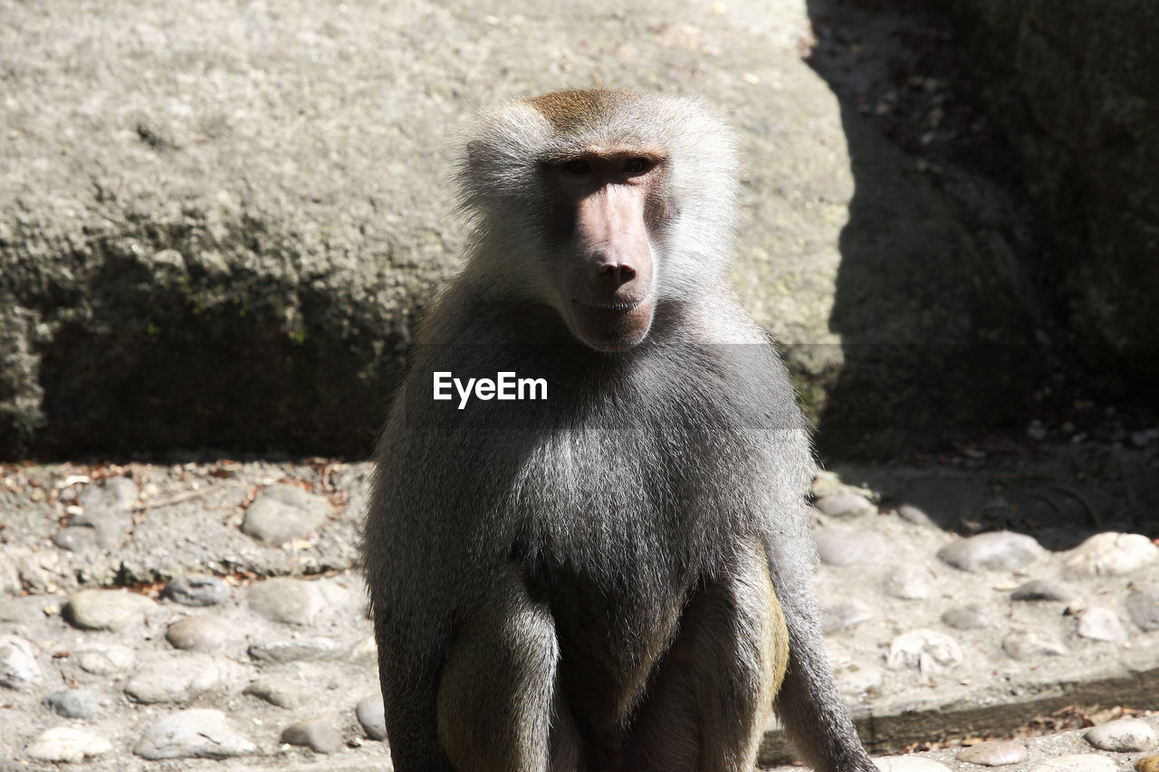 Baboon sitting on a rockin the zoo