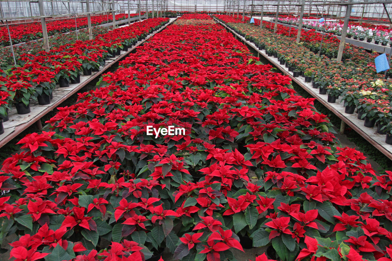 CLOSE-UP OF RED FLOWERS IN GREENHOUSE