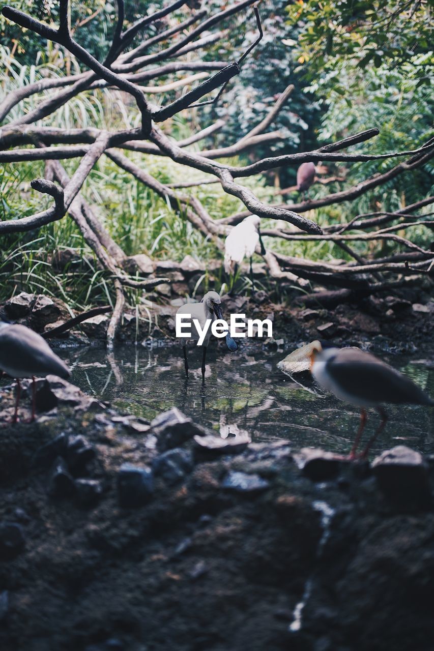 BIRDS PERCHING ON ROCK