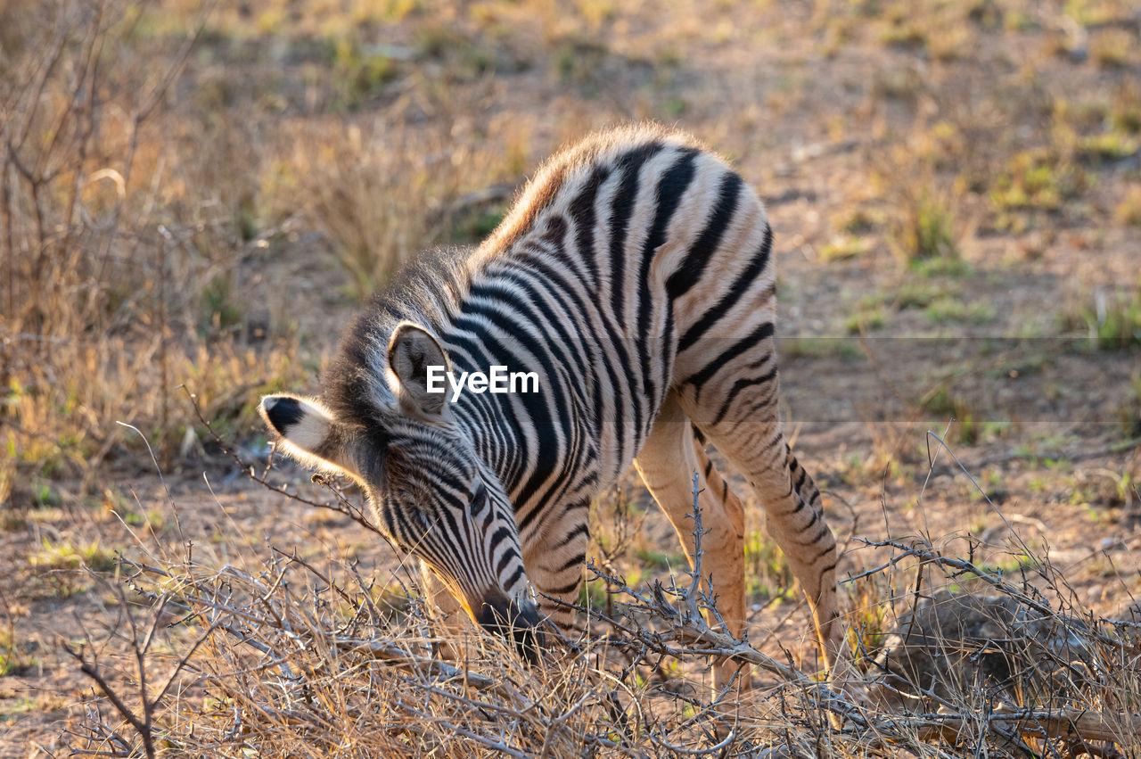 animal, animal themes, animal wildlife, striped, wildlife, zebra, mammal, one animal, savanna, safari, no people, nature, travel destinations, tourism, prairie, outdoors, grass, animal markings, pattern, plant, side view, full length, wildlife reserve