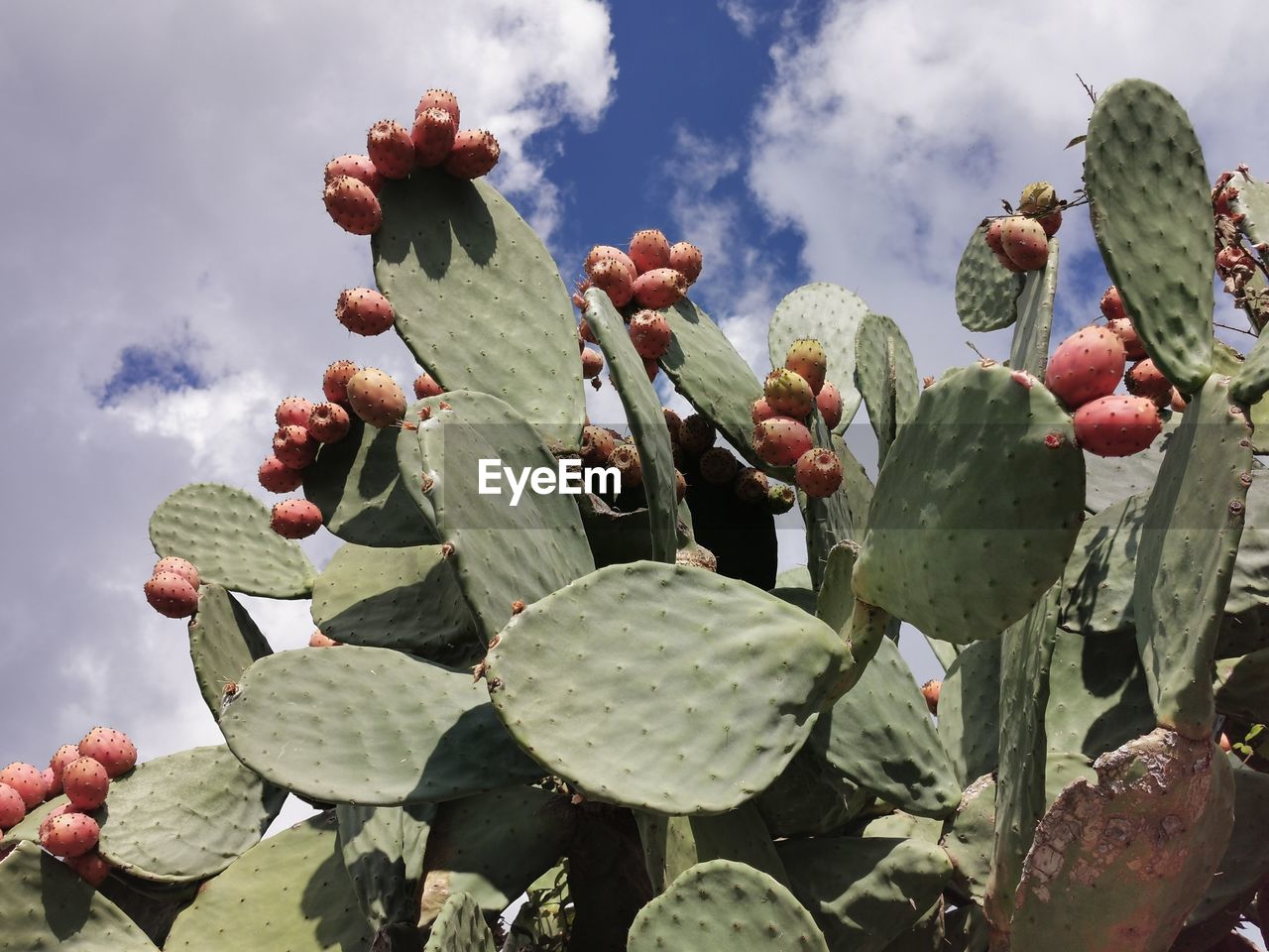 LOW ANGLE VIEW OF SUCCULENT PLANT GROWING ON CACTUS AGAINST SKY
