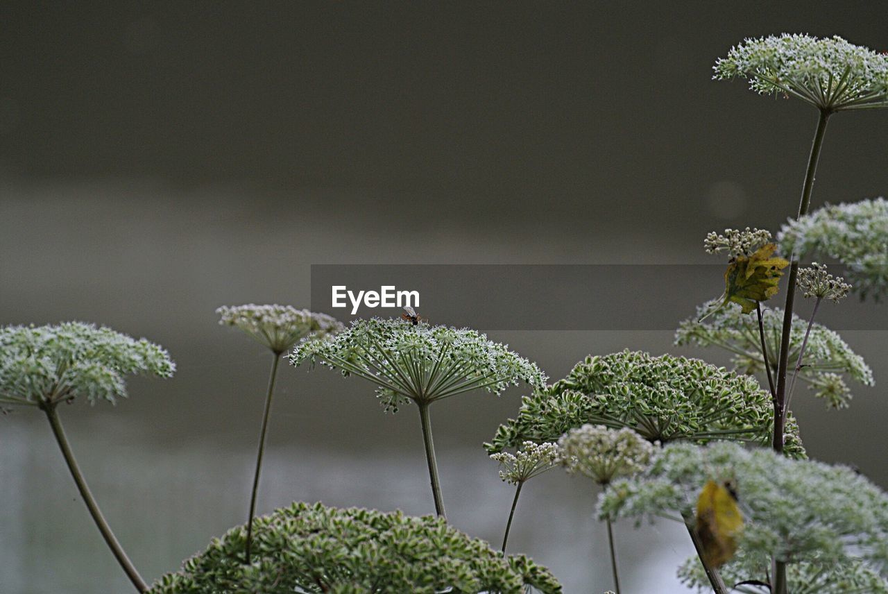 LOW ANGLE VIEW OF PLANTS